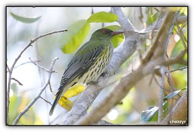 olive-backed oriole