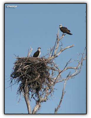 osprey nest seen during Bird Week ramsar site cruise near Fraser Island Queensland