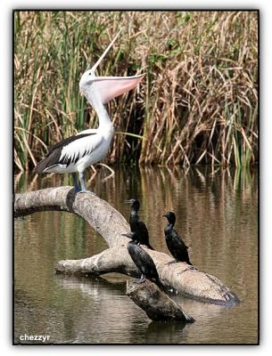 pelican and cormorants