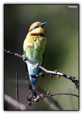 rainbow bee eater, kingfisher bay resort (fraser island, queensland)