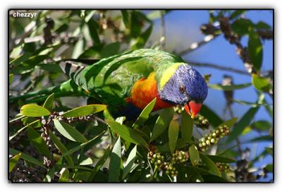 rainbow lorikeet