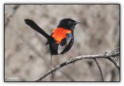 male red-backed wren, kingfisher bay resort  (fraser island)