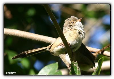 possibly red-backed wren (female or juvenile)