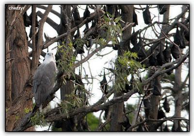 white bellied sea eagle perched amongst flying foxes!