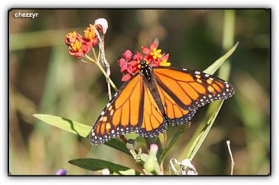 wanderer (monarch) butterfly