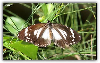 swamp tiger butterfly