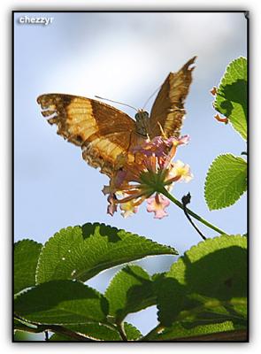 Bordered Rustic butterfly