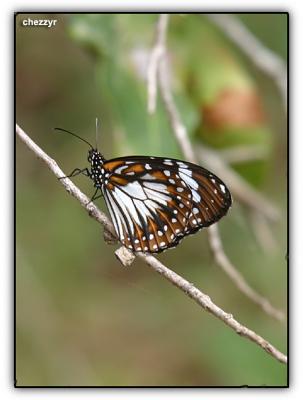 swamp tiger butterfly