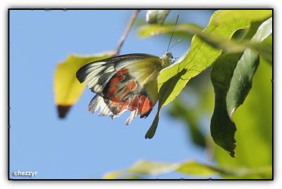 g4/24/475724/3/60320559.bfly9.jpg