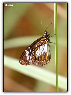 swamp tiger butterfly