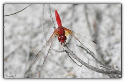 scarlet percher dragonfly
