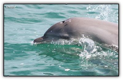 dolphin in the great sandy strait