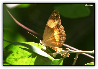 butterfly