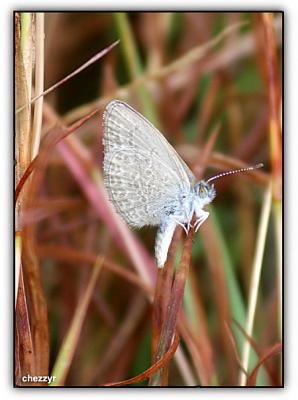 Common Grass Blue butterfly