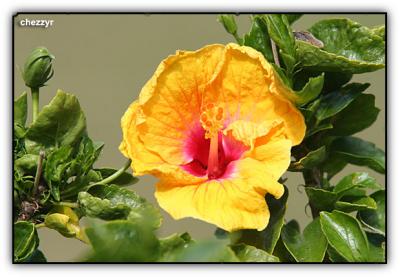 hibiscus flower