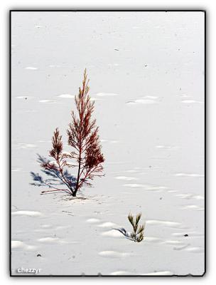 white sand at lake mackenzie