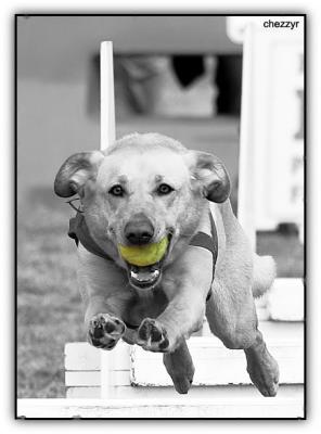 flyball - labrador