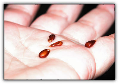 g4/24/475724/3/61075396.handappleseeds4.jpg