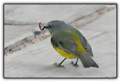 eastern yellow robin with bull ant