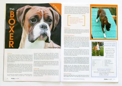 Image for Boxer feature in VicDog magazine