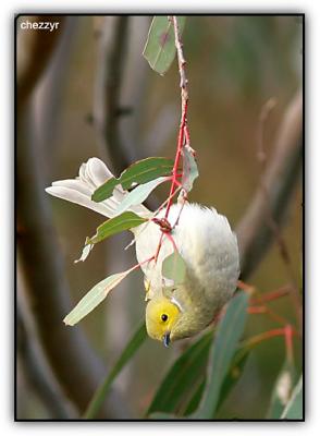 white plumed honeyeater