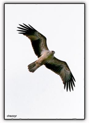 whistling kite