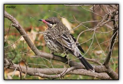 spiny cheeked honeyeater