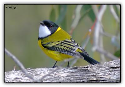 golden whistler