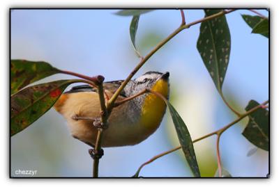 pardalote