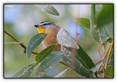 pardalote