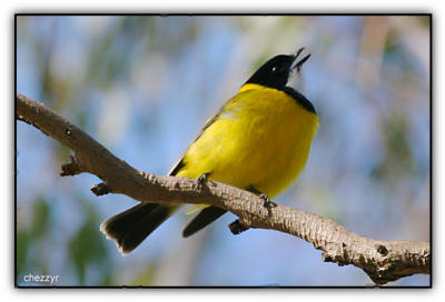 golden whistler