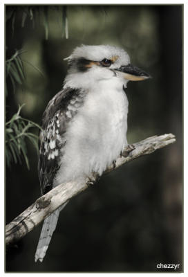 kookaburra