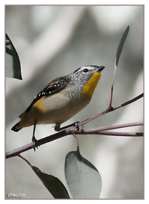 pardalote