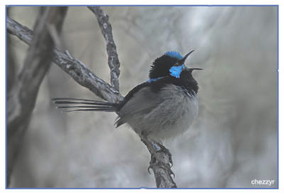 superb fairy wren singing