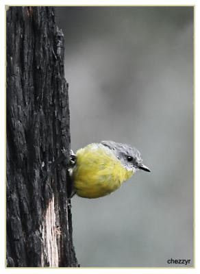 eastern yellow robin