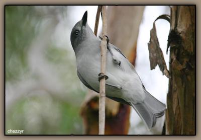 grey shrike thrush