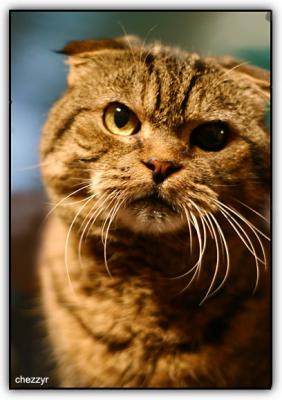 Scottish Fold cat