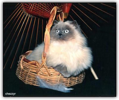 persian cat in basket
