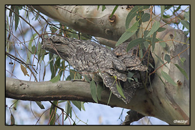 tawny frogmouths