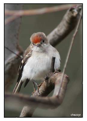 female red capped robin