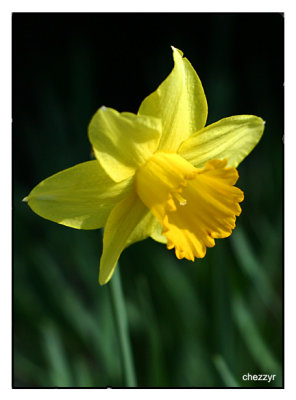 daffodil