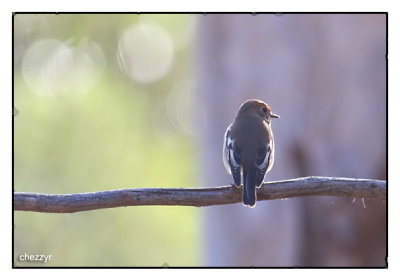 robin on branch