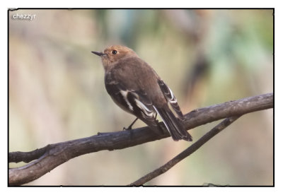 female robin