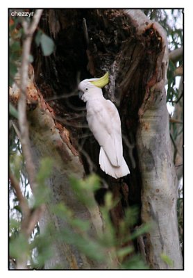 sulphur crested cockatoo in tree hollow