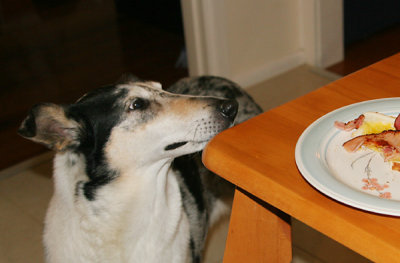 Tinsel eyeing off somebody else's food