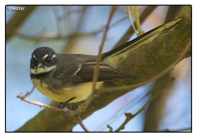 grey fantail