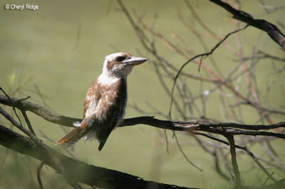 2982-kookaburra over Murray River