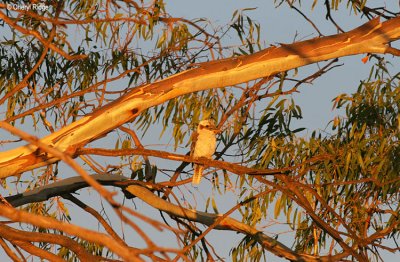 3026-kookaburra late afternoon Murray River