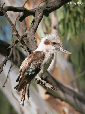 3177-kookaburra at Junction Island near Wentworth NSW