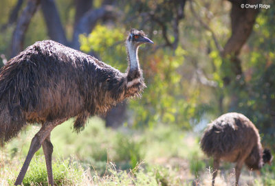 3395-emu-and-young - Hattah Victoria